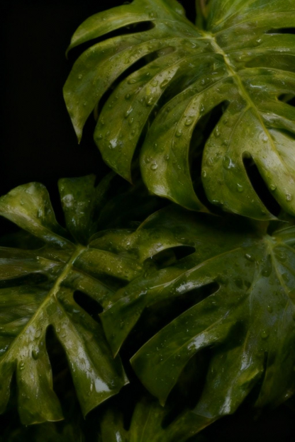 Moody Monstera Leaf Print| Beautiful Monster Home Decor Wall Print | Digital wall art | Digital Download